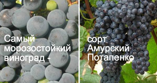 Самый морозостойкий виноград - сорт Амурский Потапенко - фото