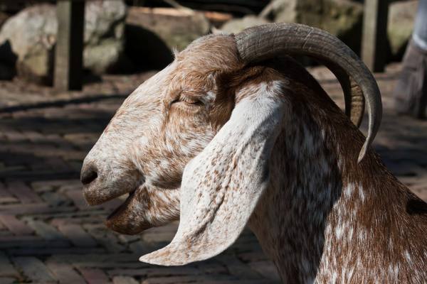 Порода англо-нубийских коз с фото