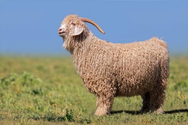 Ангорские козы и особенности их выращивания - фото
