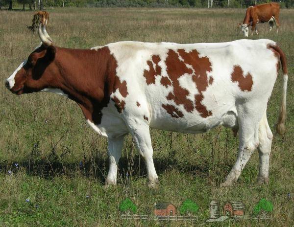 Айрширская корова  жемчужина молочного направления - фото