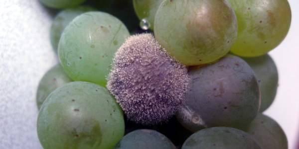 Болезнь винограда Белая гниль - лечение с фото