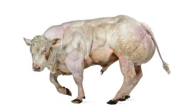 Особенности ухода и содержания бельгийской голубой коровы с фото