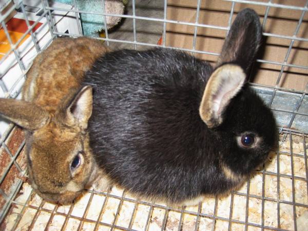 Эймериоз у кроликов: что делать и как лечить? - фото