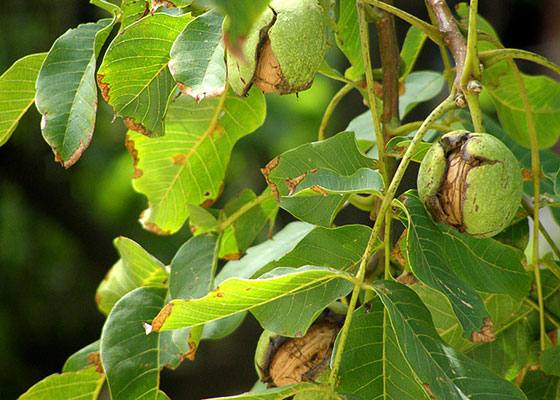 Как лечить дерево грецкого ореха от болезней и вредителей с фото