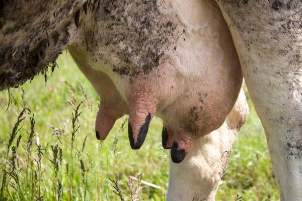 Причины появления различных болячек на вымени у коровы - фото