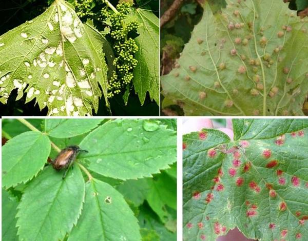 Болезни и вредители листьев винограда - фото