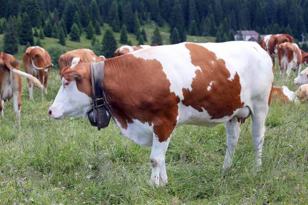 Чем лечить суставы телят и коров - фото