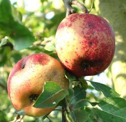Спасти яблоню: как выявить и побороть болезни и вредителей дерева - фото