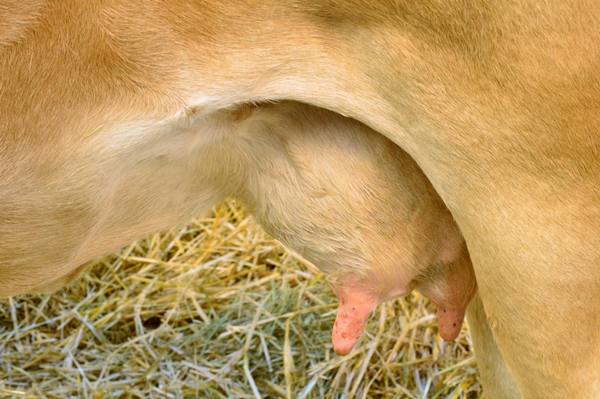 Как эффективно вылечить бородавки у коровы на вымени - фото