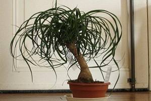 Бутылочное дерево (растение Нолина) - уход в домашних условиях - фото