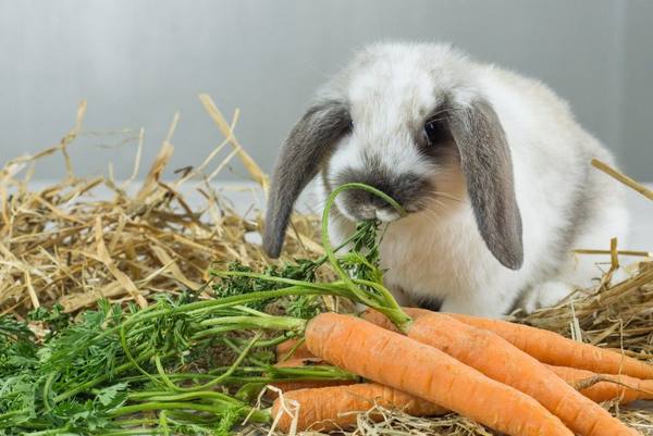 Чем кормить крольчиху после окрола с фото