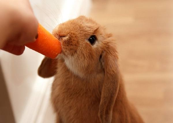Табу в рационе кроликов: учимся правильно кормить ушастых - фото
