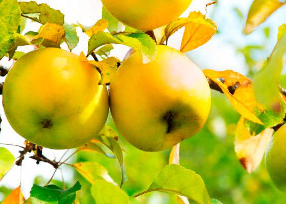 Особенности подкормки яблонь в осенний период - фото