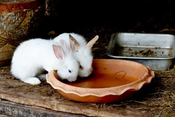 Чем поить кроликов с фото