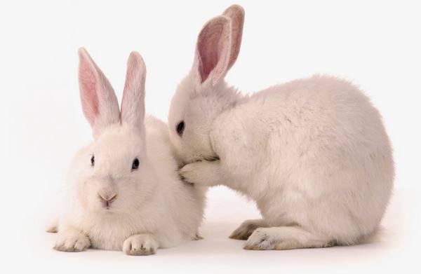 Как вылечить насморк у кроликов? - фото