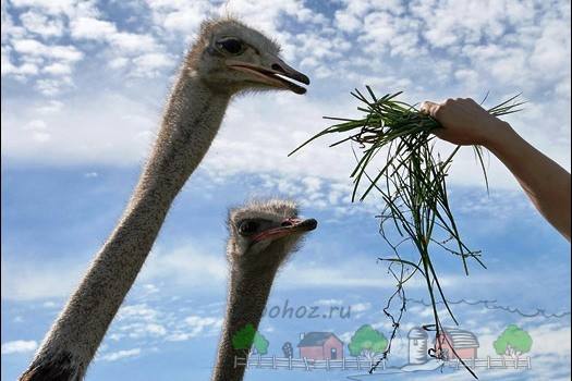 Рацион страуса или чем кормить африканскую птицу - фото