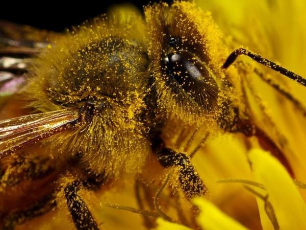Меню пчелы: разбираем все секреты с фото