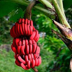 Польза красных бананов Способы приготовления экзотических плодов с фото