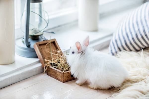 Кролики домашние - фото