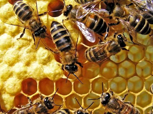 Все о двухматочном содержании пчелиных семей - фото