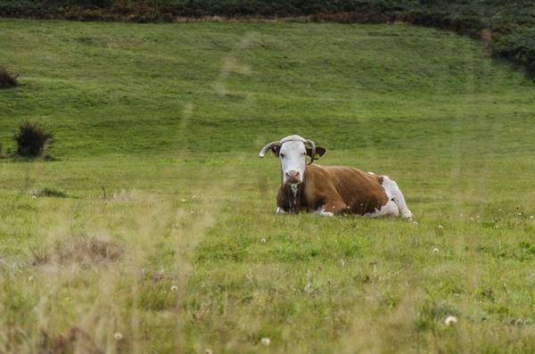 Симптомы эндометрита у коров и его лечение - фото