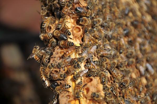 Пополнение пчелиной семьи или все тонкости размножения с фото