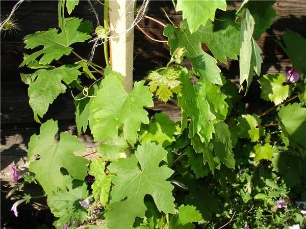 Филлоксера винограда или виноградная тля с фото