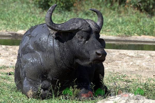 Места обитания разных видов буйволов - фото