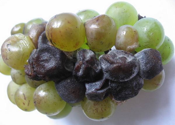 Гнили на винограде: белая, серая, черная - фото