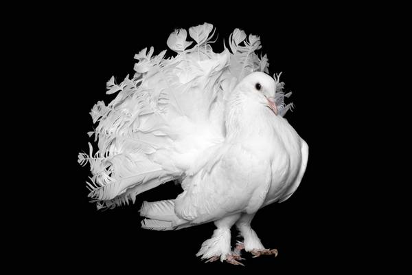 Декоративные голуби павлины - фото