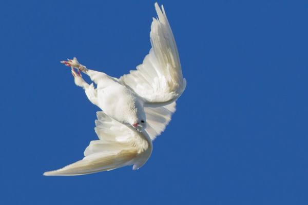 Кувыркающиеся голуби турманы - фото