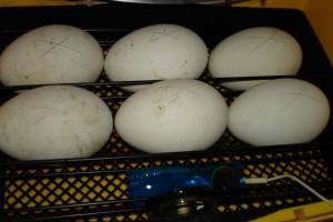 Инкубатор для гусиных яиц: виды, устройство, технические характеристики, фо ... - фото