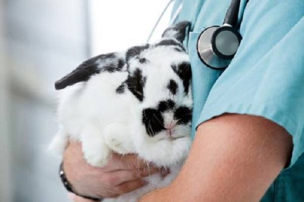 Рекомендации по вакцинации кроликов в разном возрасте - фото