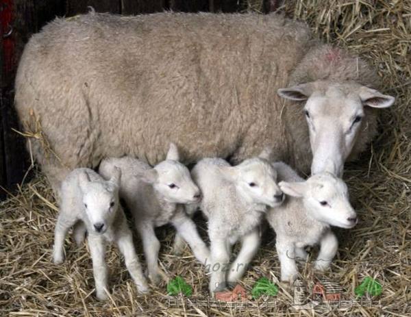 Как нам величать детей овец? с фото