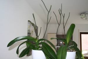 Как правильно обрезать орхидею после цветения в домашних условиях - фото