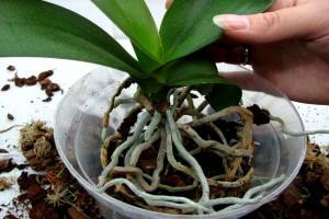 Как пересадить орхидею в домашних условиях - пошаговое фото с фото