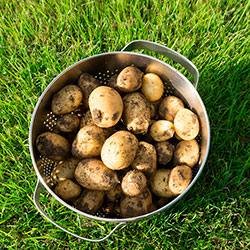 Как эффективно посадить на участке картофель без перекопки с фото