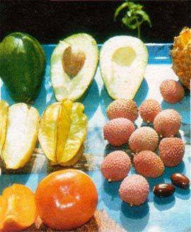 Как посадить семечку авокадо и других экзотических фруктов - фото