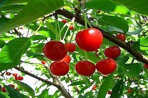 Как посадить дерево вишни: правила посадки, обрезки и особенности размножения с фото