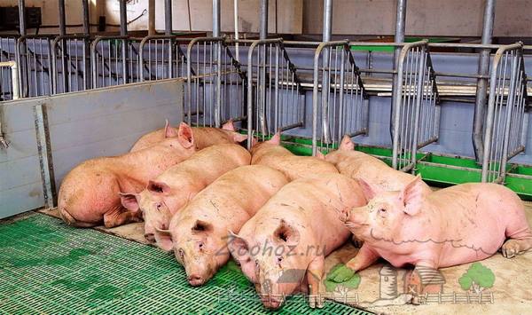 Мини ферма для свиней своими руками - фото