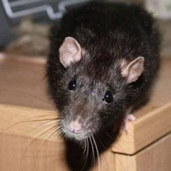 Как поймать крысу на даче, в доме: самодельные способы и ловушки - фото