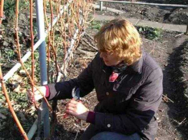Обрезка винограда осенью для новичков: практические советы опытных виноградарей с фото