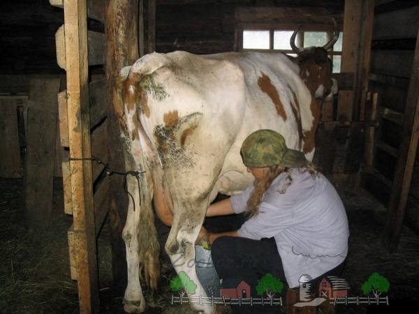 Учимся доить корову ручным и машинным методами с фото