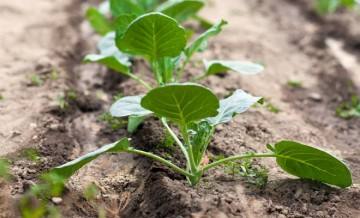 Выращивание рассады капусты: выбор семян, особенности посадки и ухода - фото