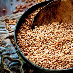 Пшеница как пища для кур Способы прорастить зерно в домашних условиях - фото