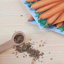 Как быстро прорастить семена моркови перед посадкой - фото