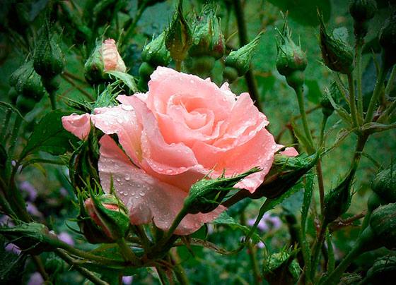 Самые популярные способы размножения роз для своего сада - фото