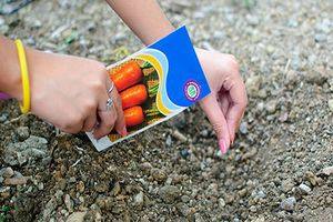 Посадка моркови: подготовка семян и сроки посева - фото