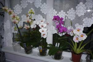 Уход за орхидеей в домашних условиях: полив, пересадка, размножение и другие нюансы роста и развития с фото