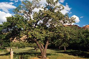 Формирование кроны абрикоса: особенности роста дерева и нюансы обрезки с фото